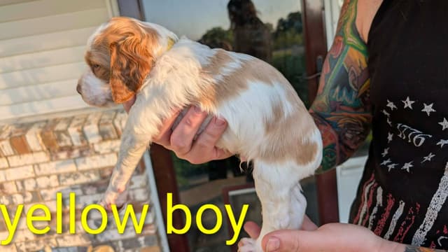 Brittany Puppies media 21