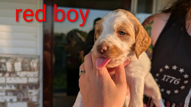 Brittany Puppies media 22