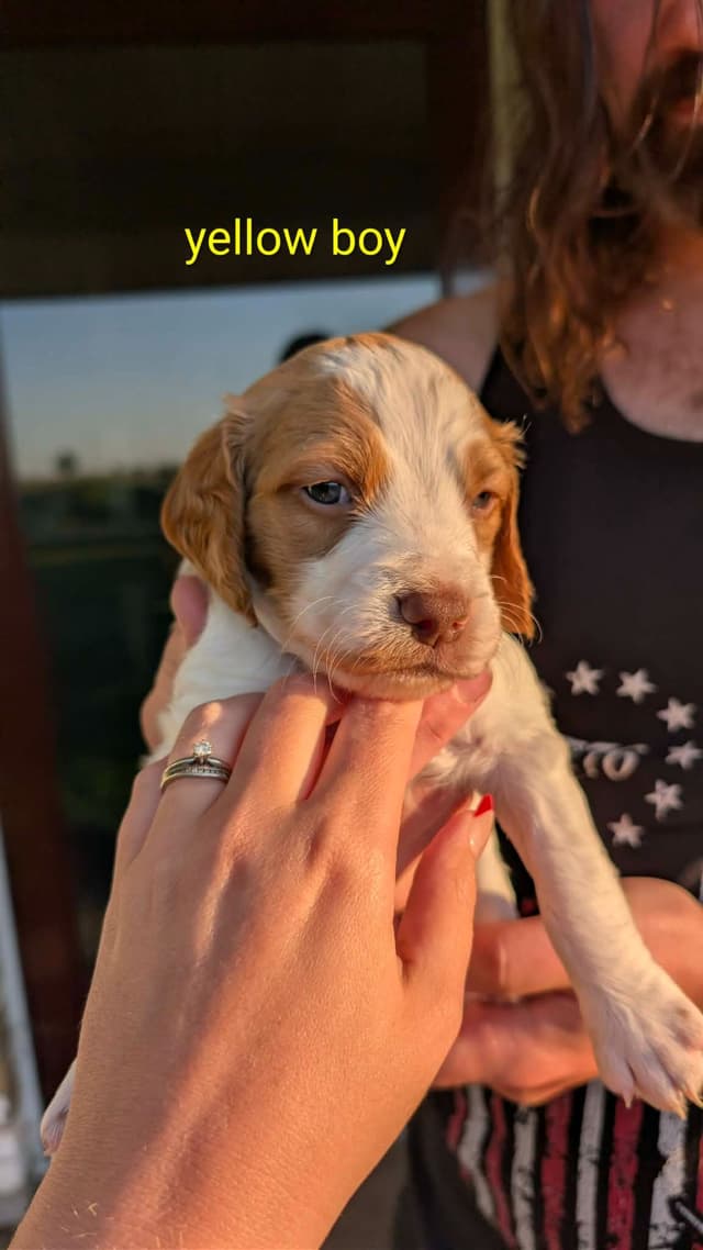 Brittany Puppies media 24