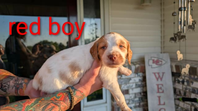 Brittany Puppies media 26