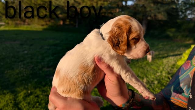 Brittany Puppies media 27