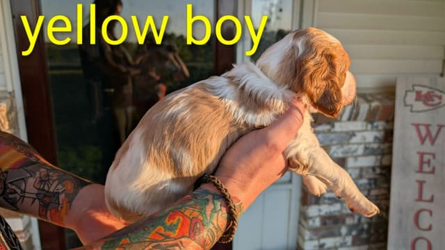 Brittany Puppies media 29