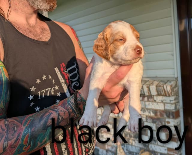 Brittany Puppies media 30