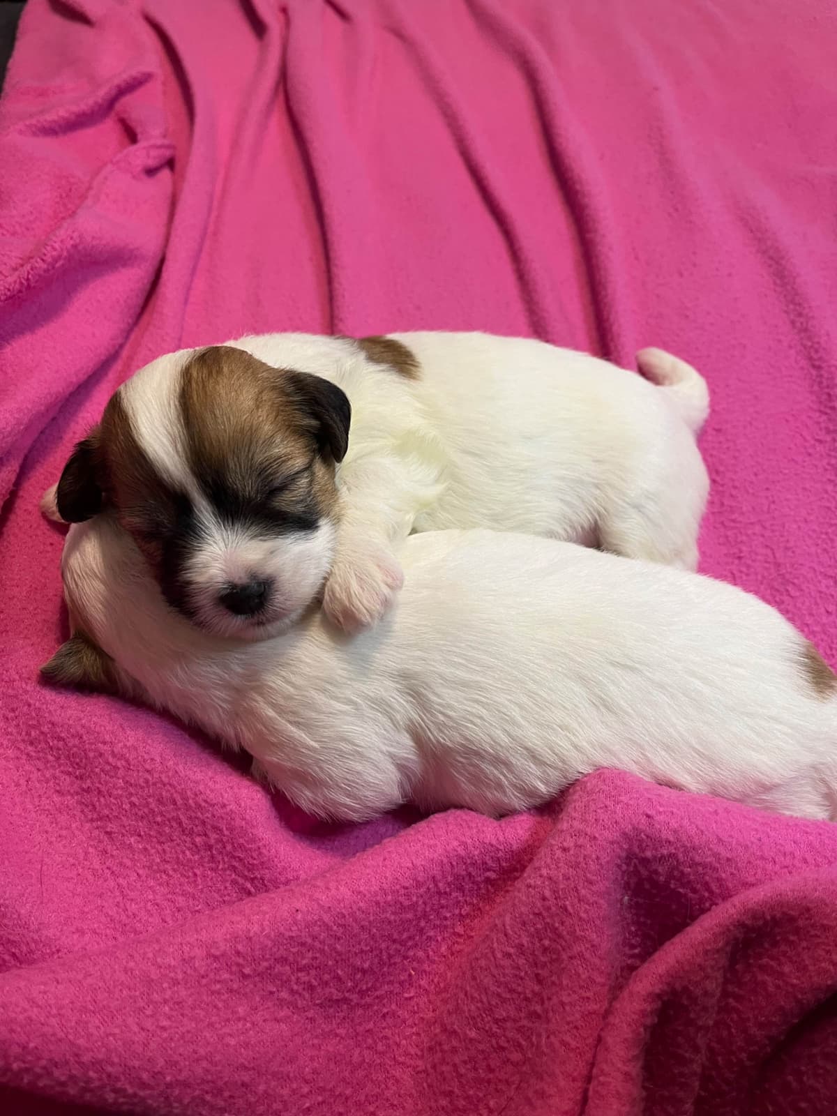 Coton de Tulear Puppies breeder image 3