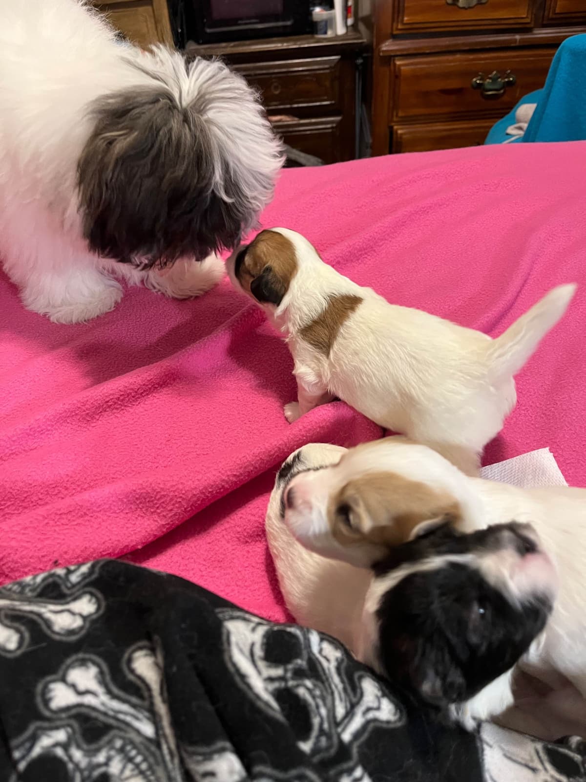 Coton de Tulear Puppies breeder image 6