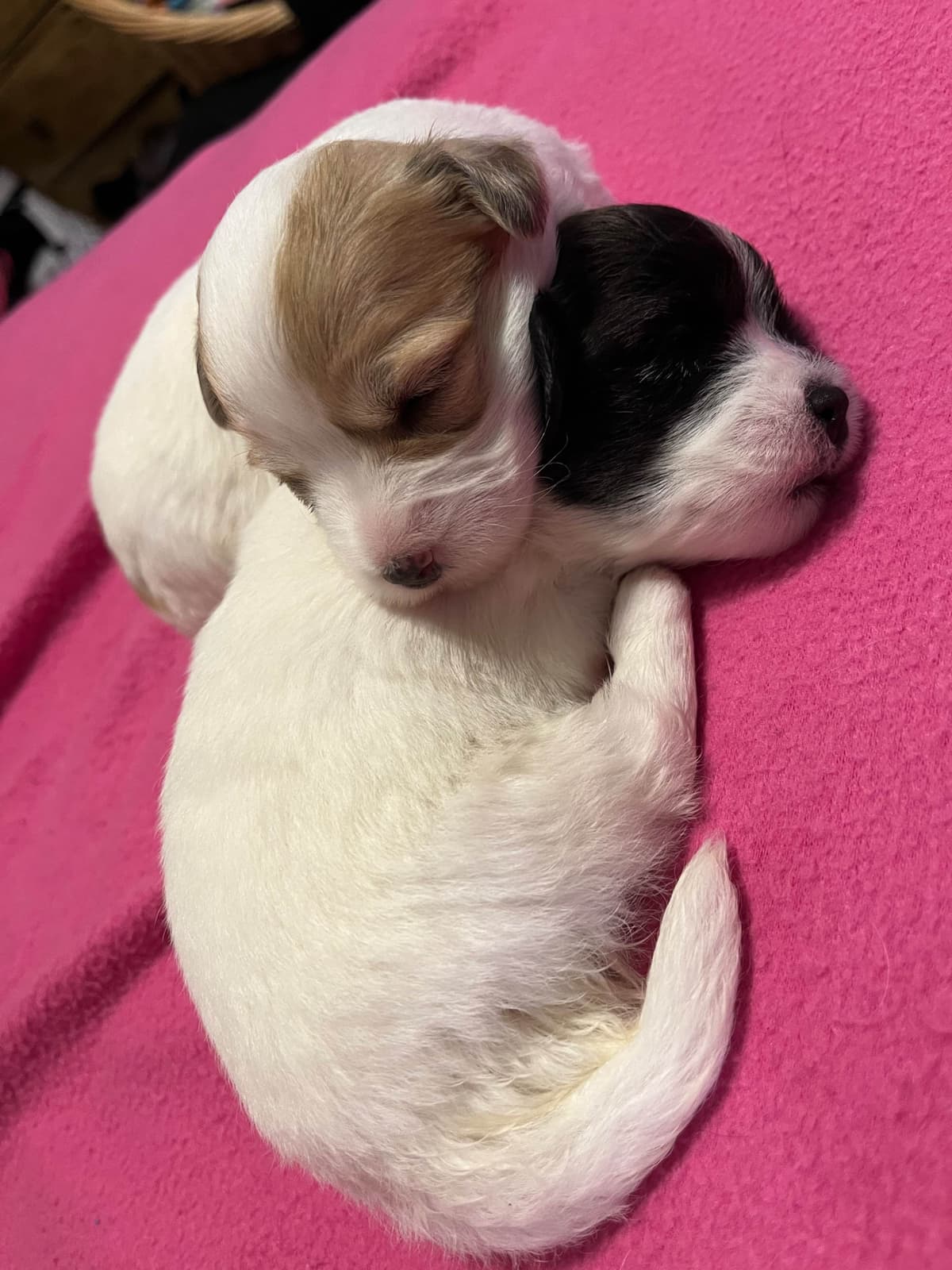 Coton de Tulear Puppies breeder image 7