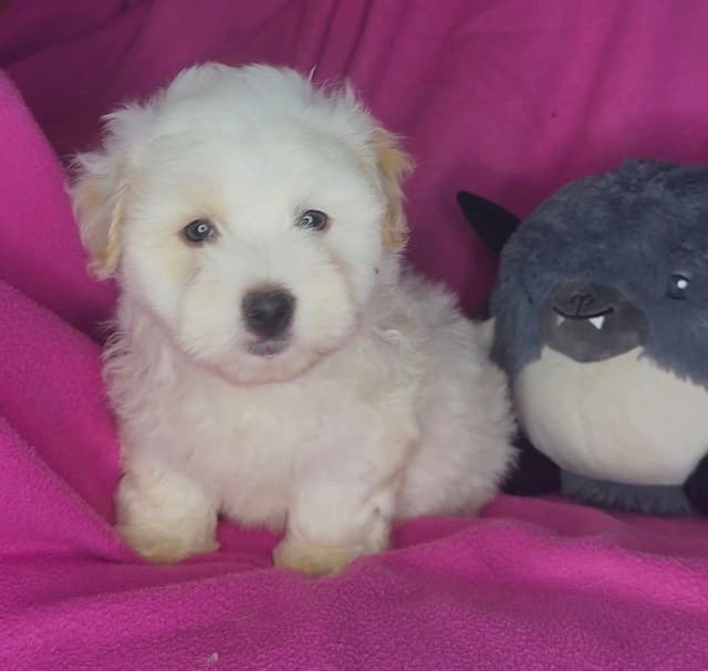 Coton de Tulear Puppies media 4