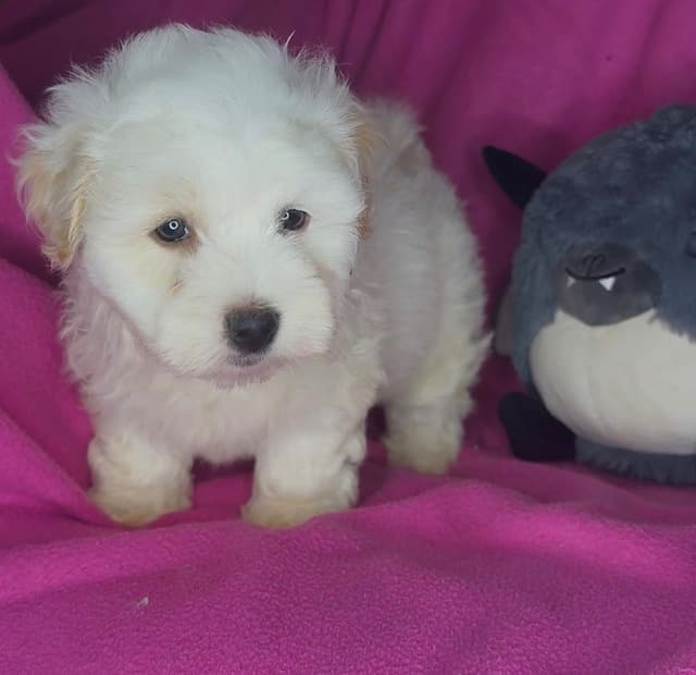 Coton de Tulear Puppies media 6