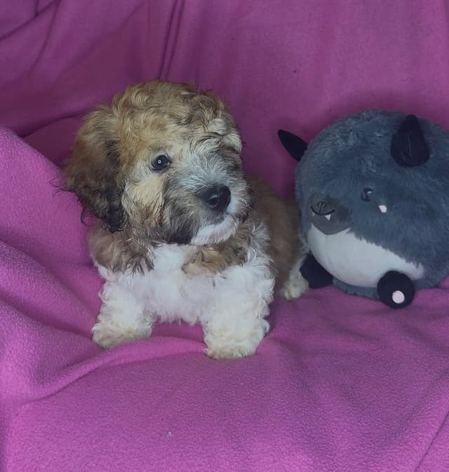 Coton de Tulear Puppies media 3
