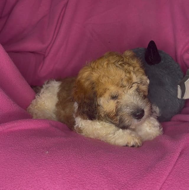 Coton de Tulear Puppies media 7