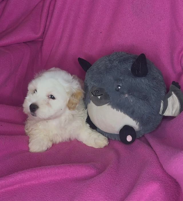 Coton de Tulear Puppies media 5