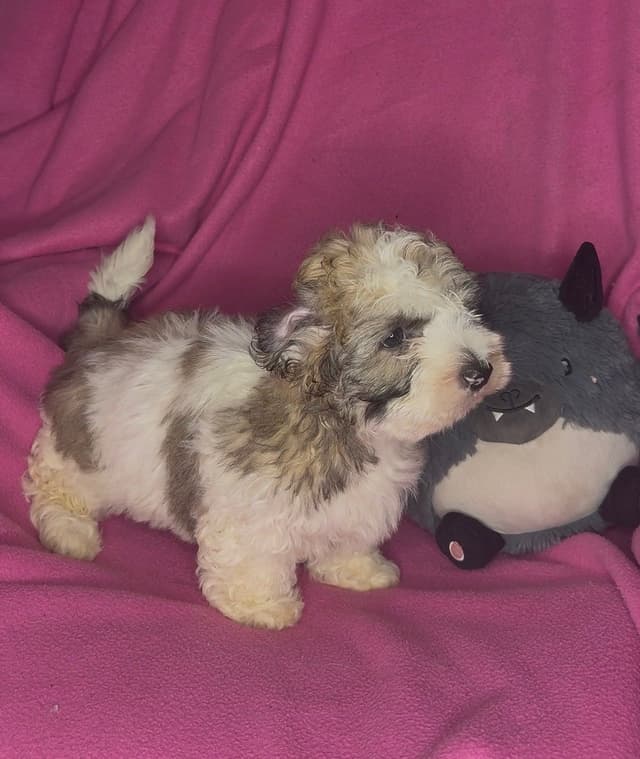 Coton de Tulear Puppies media 2