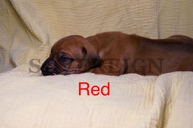 Grand Champion Sired Rhodesian Ridgeback Puppies media 2