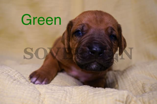 Grand Champion Sired Rhodesian Ridgeback Puppies media 3