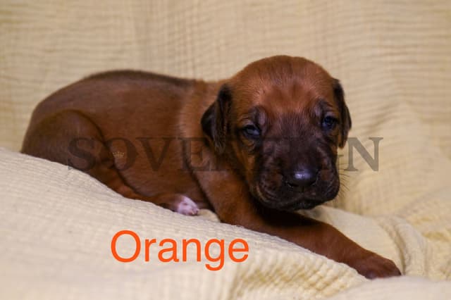Grand Champion Sired Rhodesian Ridgeback Puppies media 4