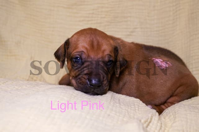 Grand Champion Sired Rhodesian Ridgeback Puppies media 5