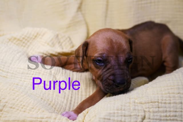 Grand Champion Sired Rhodesian Ridgeback Puppies media 6