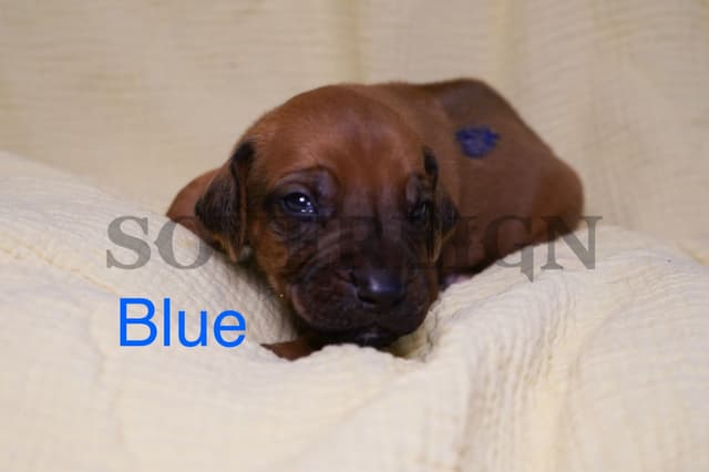 Grand Champion Sired Rhodesian Ridgeback Puppies media 7