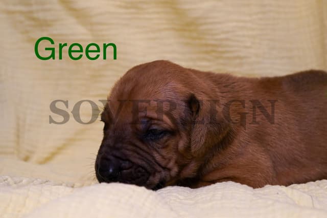 Grand Champion Sired Rhodesian Ridgeback Puppies media 8