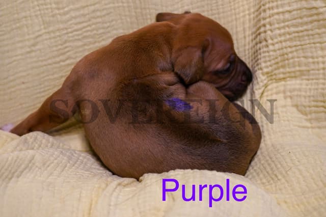 Grand Champion Sired Rhodesian Ridgeback Puppies media 9