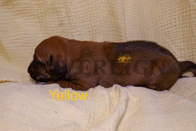 Grand Champion Sired Rhodesian Ridgeback Puppies media 10