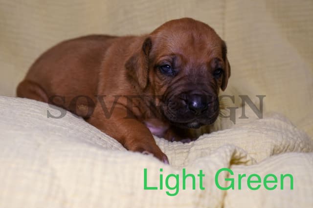 Grand Champion Sired Rhodesian Ridgeback Puppies media 11