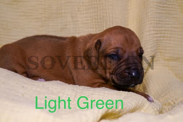Grand Champion Sired Rhodesian Ridgeback Puppies media 12