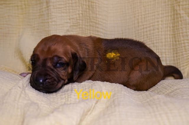 Grand Champion Sired Rhodesian Ridgeback Puppies media 13
