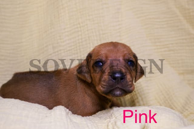 Grand Champion Sired Rhodesian Ridgeback Puppies media 14