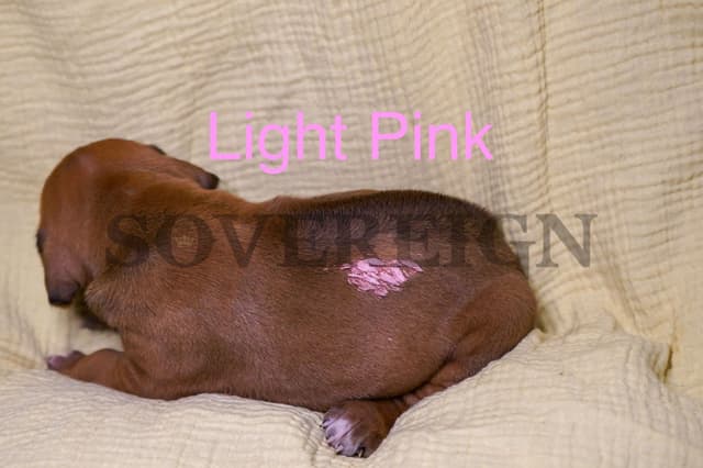 Grand Champion Sired Rhodesian Ridgeback Puppies media 15