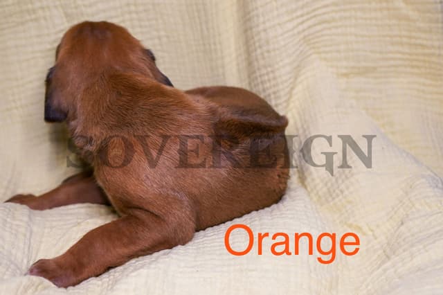 Grand Champion Sired Rhodesian Ridgeback Puppies media 16