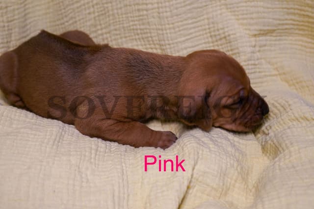Grand Champion Sired Rhodesian Ridgeback Puppies media 17