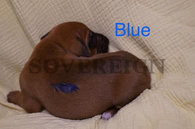 Grand Champion Sired Rhodesian Ridgeback Puppies media 18