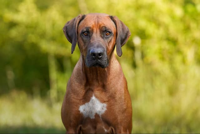 Grand Champion Sired Rhodesian Ridgeback Puppies media 19