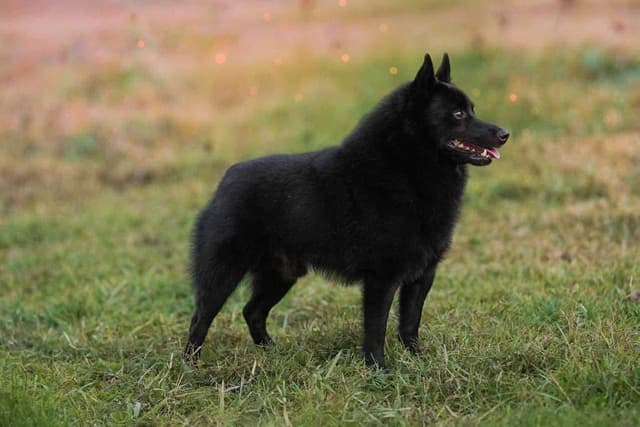 Champion Schipperke Puppies media 2