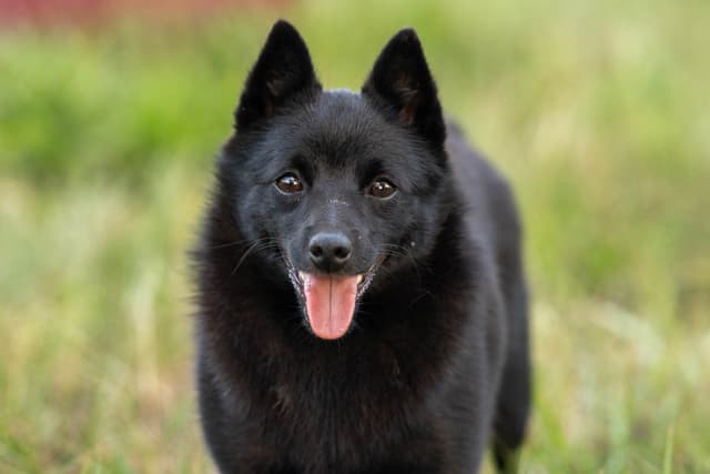 Champion Schipperke Puppies media 3