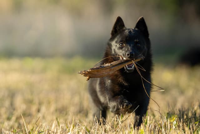 Champion Schipperke Puppies media 4
