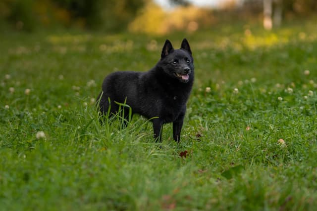 Champion Schipperke Puppies media 5