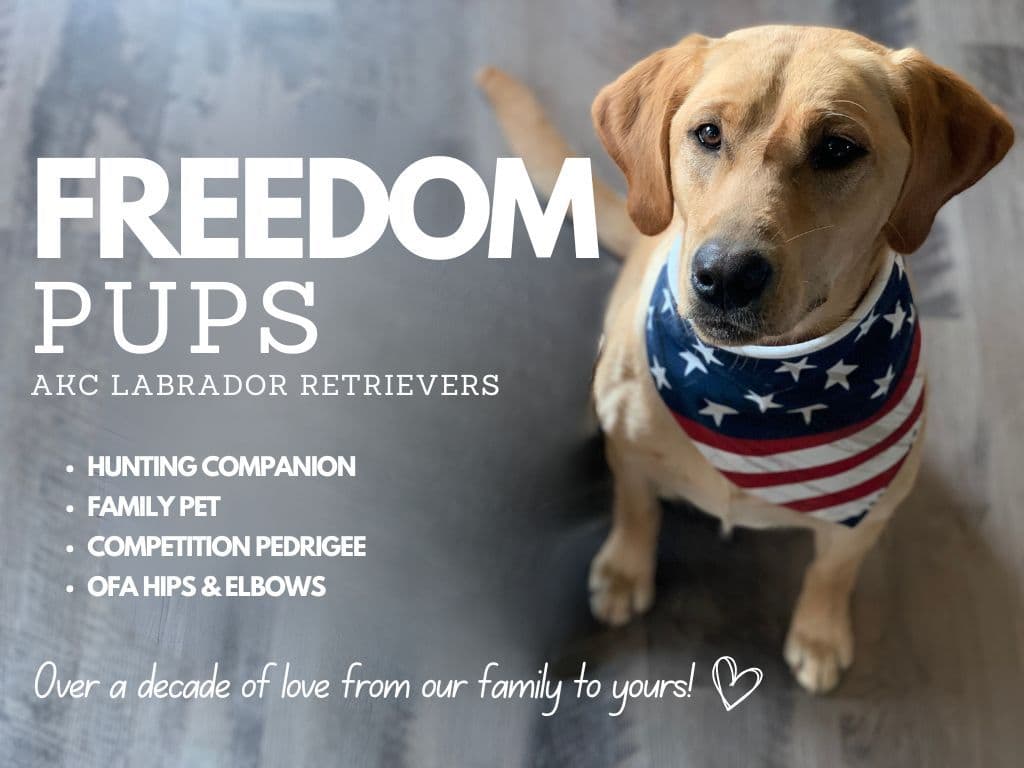Labrador Retriever Puppies breeder image 1