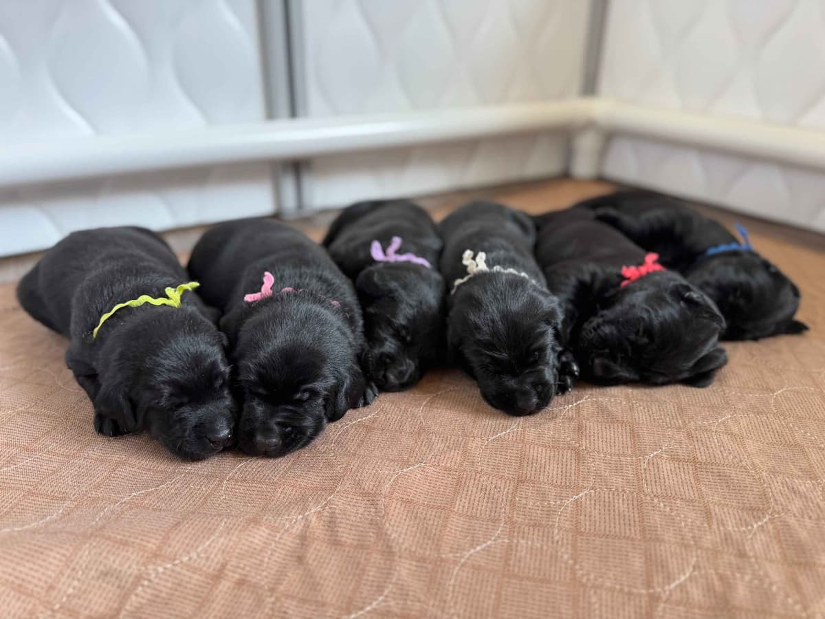Labrador Retriever Puppies breeder image 3