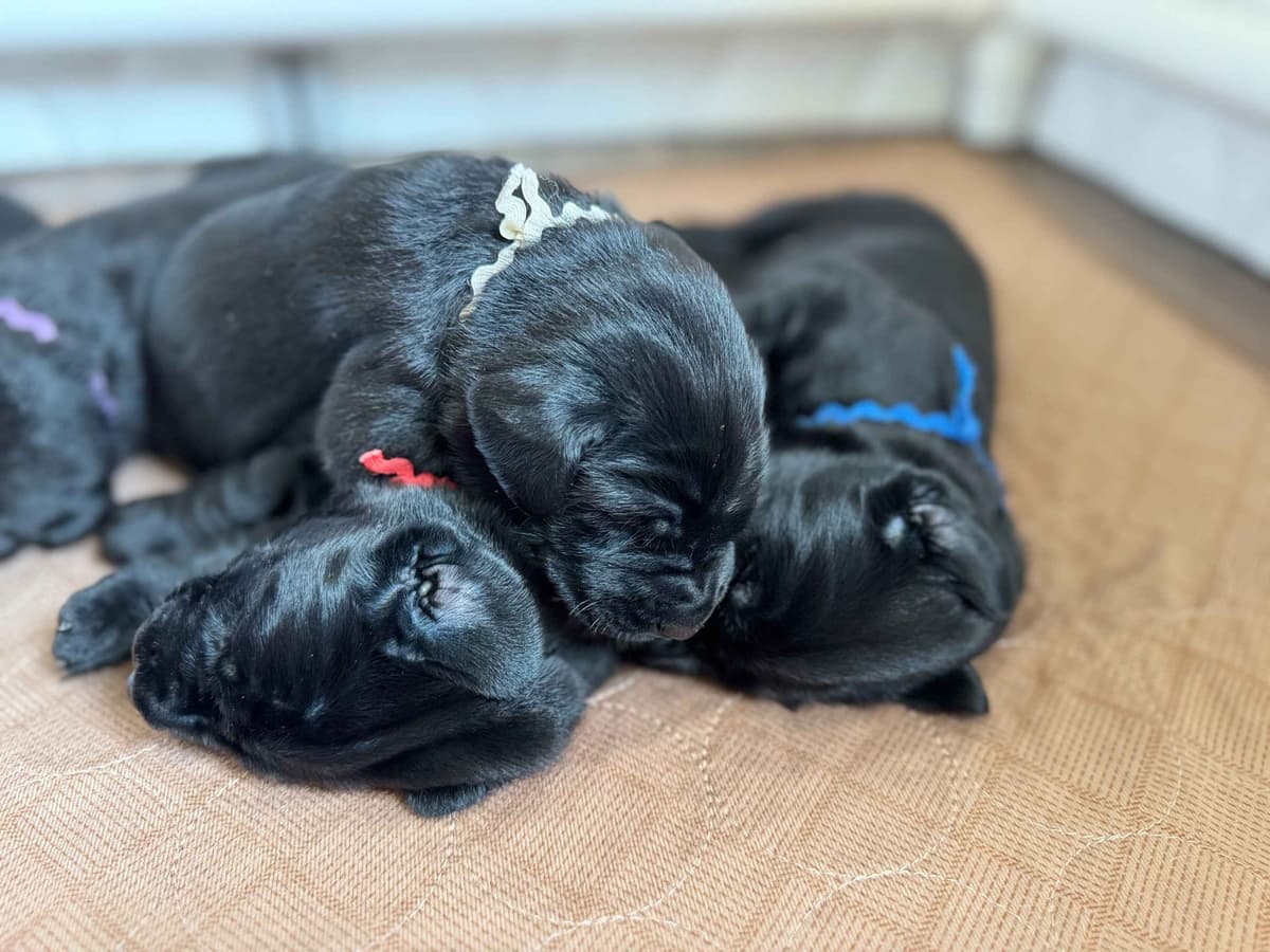 Labrador Retriever Puppies breeder image 4