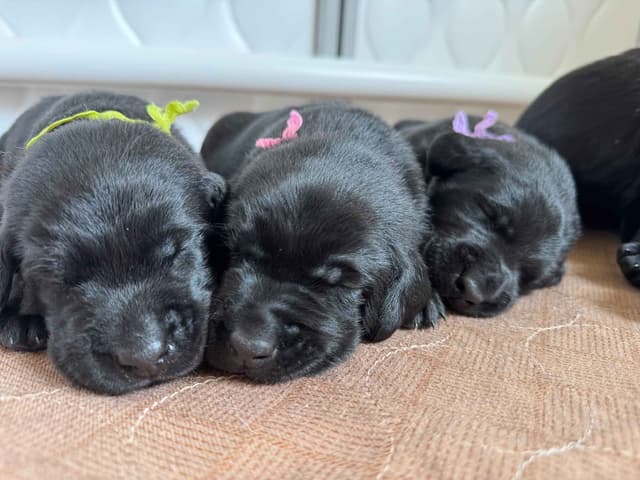 Labrador Retriever Puppies media 4