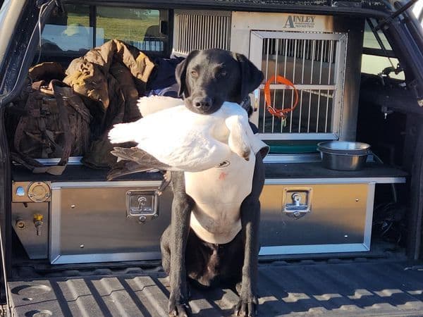 Labrador Retriever Puppies media 5