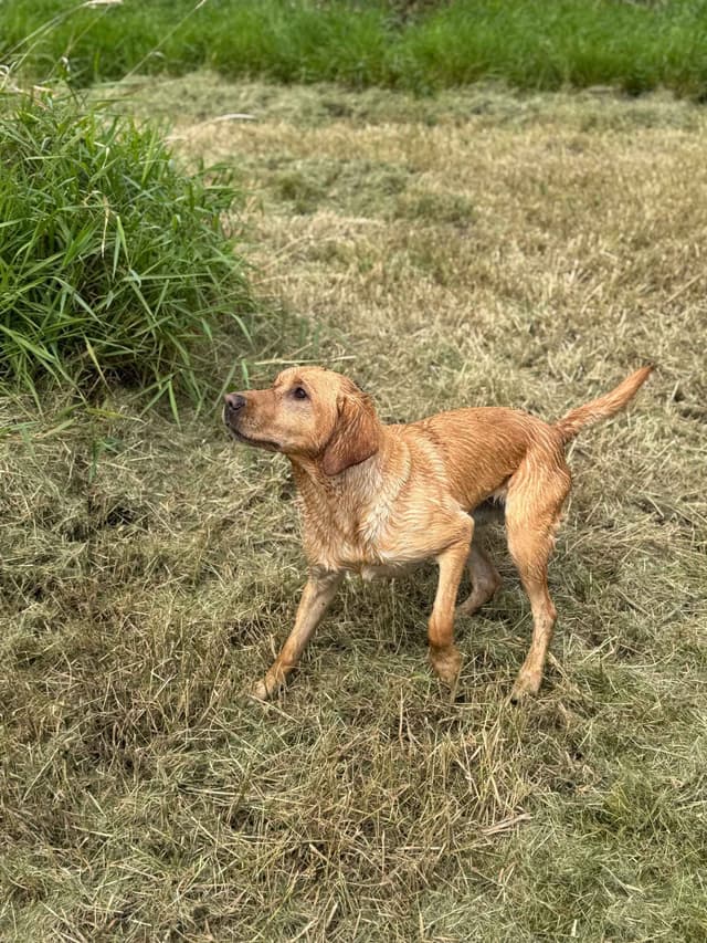 Labrador Retriever Puppies media 6