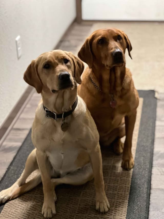 Labrador Retriever Puppies media 7
