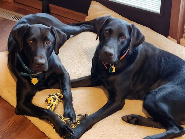 Labrador Retriever Puppies media 8