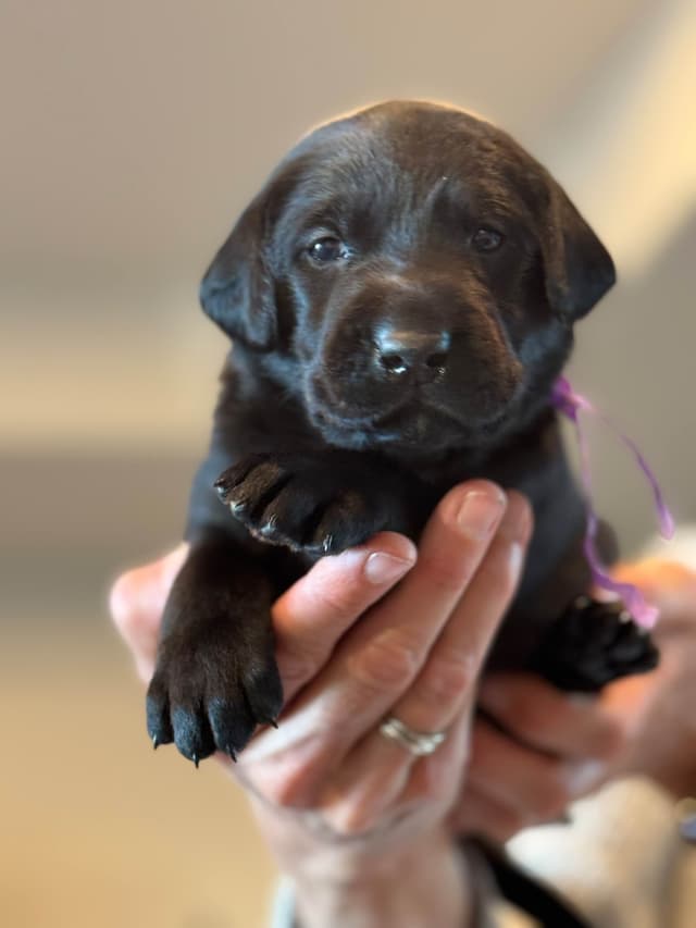 Labrador Retriever Puppies media 11