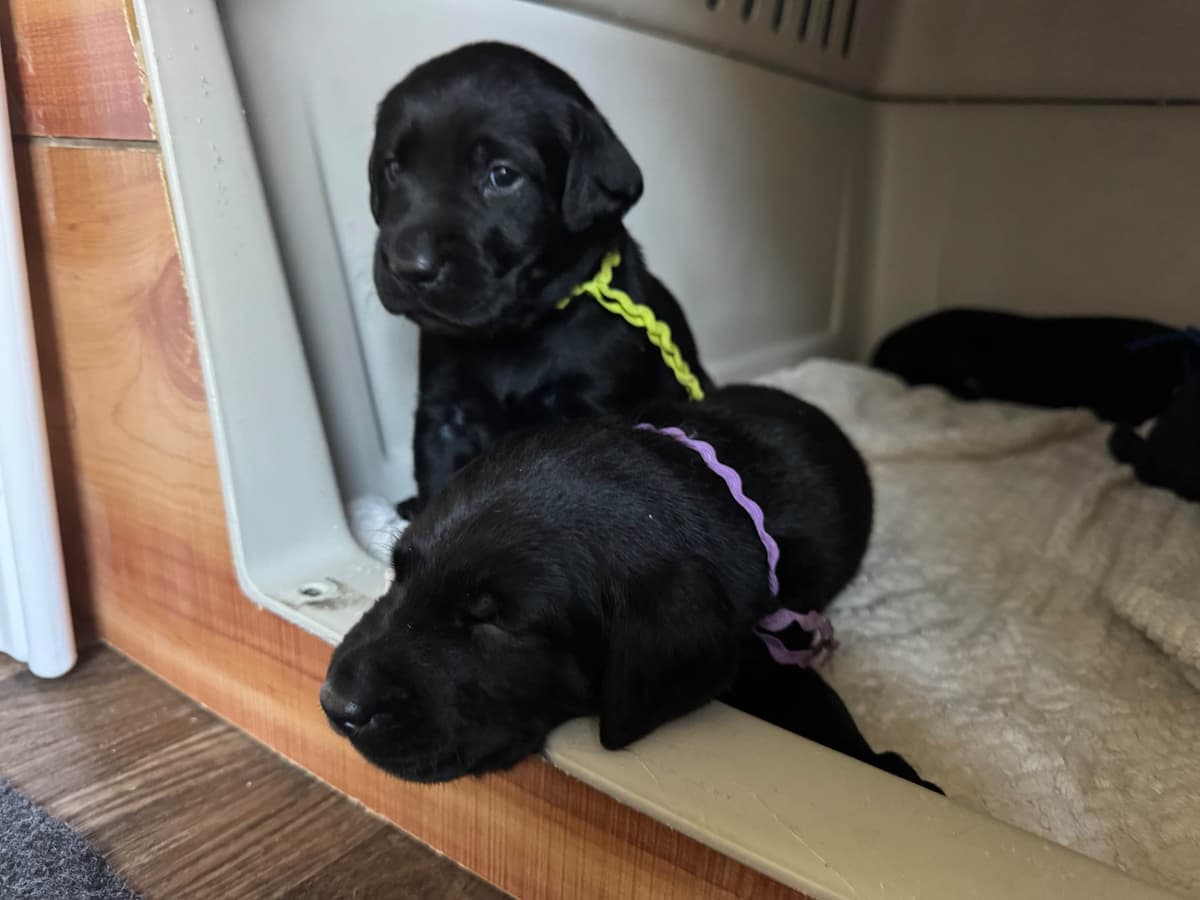 Labrador Retriever Puppies breeder image 6