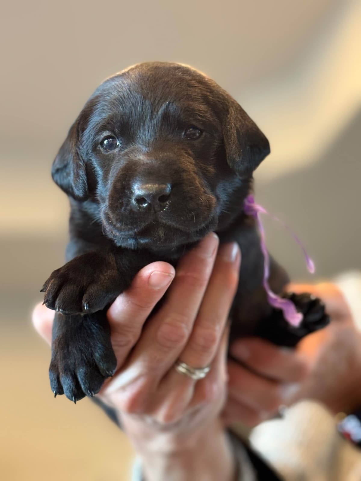 Labrador Retriever Puppies breeder image 7