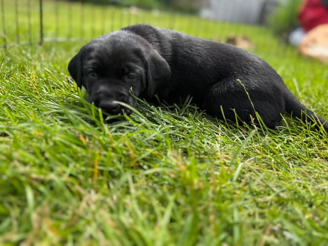 Labrador Retriever Puppies media 13